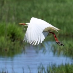 Ardea plumifera at Fyshwick, ACT - 11 Dec 2020