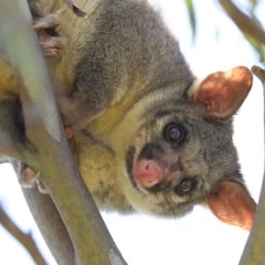 Trichosurus vulpecula (Common Brushtail Possum) at Fyshwick, ACT - 11 Dec 2020 by RodDeb