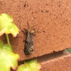 Epicoma contristis at Hackett, ACT - 12 Dec 2020