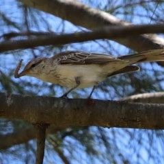 Lalage tricolor (White-winged Triller) at Fyshwick, ACT - 11 Dec 2020 by RodDeb