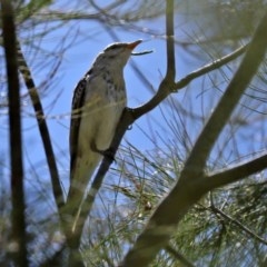 Lalage tricolor at Fyshwick, ACT - 11 Dec 2020 12:04 PM