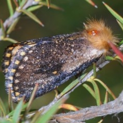 Epicoma contristis (Yellow-spotted Epicoma Moth) at Lower Cotter Catchment - 12 Dec 2020 by Harrisi