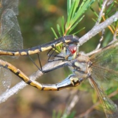 Hemicordulia tau at Watson, ACT - 11 Dec 2020