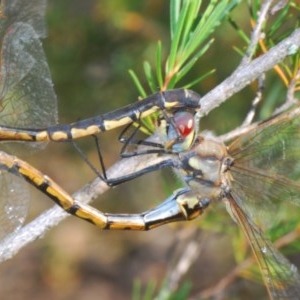 Hemicordulia tau at Watson, ACT - 11 Dec 2020