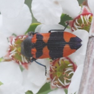 Castiarina kershawi at Brindabella, NSW - 12 Dec 2020