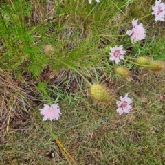 Scabiosa atropurpurea (Pincushion Plant) at Kaleen, ACT - 13 Dec 2020 by Jiggy