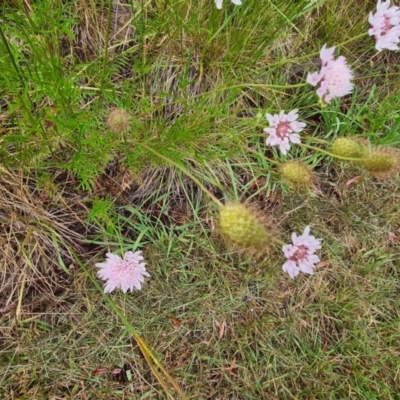 Scabiosa atropurpurea (Pincushion Plant) at Kaleen, ACT - 12 Dec 2020 by Jiggy