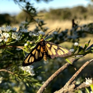 Amata (genus) at Googong, NSW - 9 Dec 2020