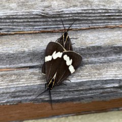 Nyctemera amicus (Senecio Moth, Magpie Moth, Cineraria Moth) at Wandiyali-Environa Conservation Area - 2 Dec 2020 by Wandiyali