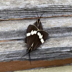 Nyctemera amicus (Senecio Moth, Magpie Moth, Cineraria Moth) at Googong, NSW - 3 Dec 2020 by Wandiyali