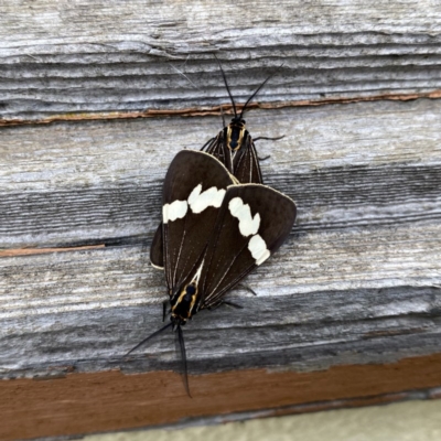Nyctemera amicus (Senecio Moth, Magpie Moth, Cineraria Moth) at Googong, NSW - 2 Dec 2020 by Wandiyali
