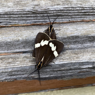 Nyctemera amicus (Senecio Moth, Magpie Moth, Cineraria Moth) at Googong, NSW - 3 Dec 2020 by Wandiyali