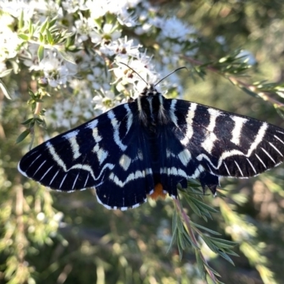 Comocrus behri (Mistletoe Day Moth) at Wandiyali-Environa Conservation Area - 9 Dec 2020 by Wandiyali