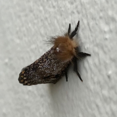 Epicoma contristis (Yellow-spotted Epicoma Moth) at Chapman, ACT - 10 Dec 2020 by WindyHen