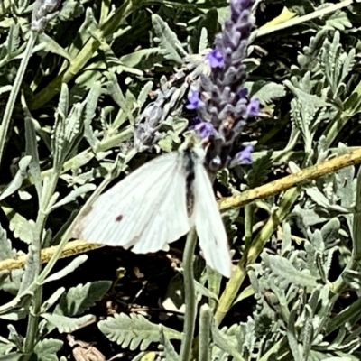 Pieris rapae (Cabbage White) at Wandiyali-Environa Conservation Area - 5 Dec 2020 by Wandiyali