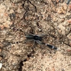 Cycloctenidae (family) at Acton, ACT - 12 Dec 2020 by WindyHen