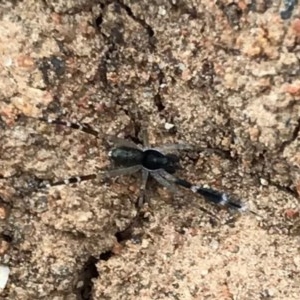 Cycloctenidae (family) at suppressed - suppressed