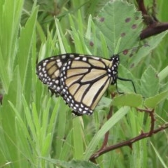 Danaus plexippus (Monarch) at Araluen, NSW - 12 Dec 2020 by RobParnell