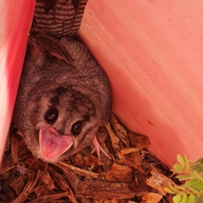 Aegotheles cristatus (Australian Owlet-nightjar) at Isaacs Ridge - 12 Dec 2020 by Mike