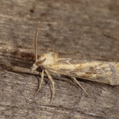 Eremochroa alphitias (Pale X-o Moth) at Melba, ACT - 16 Nov 2020 by kasiaaus