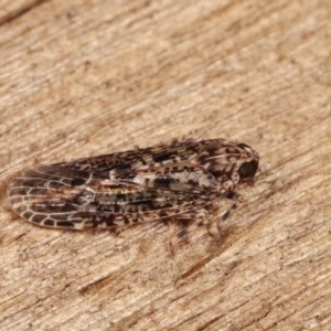 Dipsiathus pallidifrons at Melba, ACT - 16 Nov 2020