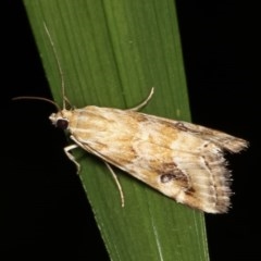 Hellula hydralis (Cabbage Centre Moth) at Melba, ACT - 16 Nov 2020 by kasiaaus