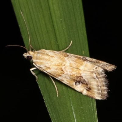 Hellula hydralis (Cabbage Centre Moth) at Melba, ACT - 16 Nov 2020 by kasiaaus