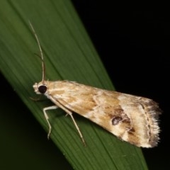 Hellula hydralis at Melba, ACT - 16 Nov 2020