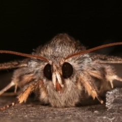 Eudesmeola lawsoni (Lawson's Night Moth) at Melba, ACT - 16 Nov 2020 by kasiaaus