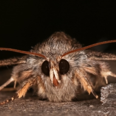 Eudesmeola lawsoni (Lawson's Night Moth) at Melba, ACT - 16 Nov 2020 by kasiaaus