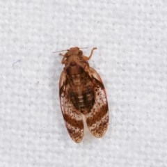 Psyllidae sp. (family) (Unidentified psyllid or lerp insect) at Melba, ACT - 16 Nov 2020 by kasiaaus