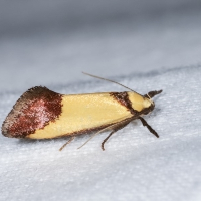 Crepidosceles exanthema (A Concealer moth) at Melba, ACT - 16 Nov 2020 by kasiaaus