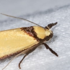 Crepidosceles exanthema at Melba, ACT - 16 Nov 2020