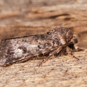 Thoracolopha verecunda at Melba, ACT - 16 Nov 2020