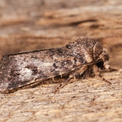 Thoracolopha verecunda (A Noctuid moth (Acronictinae)) at Melba, ACT - 16 Nov 2020 by kasiaaus