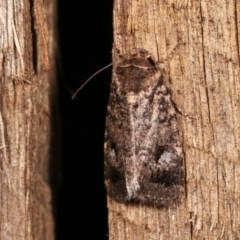 Thoracolopha verecunda at Melba, ACT - 16 Nov 2020 11:18 PM