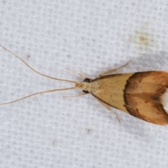 Crocanthes prasinopis (A Curved -horn moth) at Melba, ACT - 16 Nov 2020 by kasiaaus