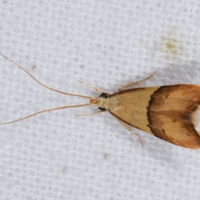 Crocanthes prasinopis (A Curved -horn moth) at Melba, ACT - 16 Nov 2020 by kasiaaus