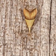 Crocanthes prasinopis at Melba, ACT - 16 Nov 2020 11:27 PM