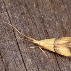 Crocanthes prasinopis at Melba, ACT - 16 Nov 2020 11:27 PM