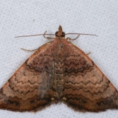 Chrysolarentia mecynata (Mecynata Carpet Moth) at Melba, ACT - 16 Nov 2020 by kasiaaus