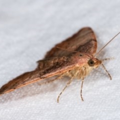 Chrysolarentia mecynata at Melba, ACT - 16 Nov 2020 11:26 PM