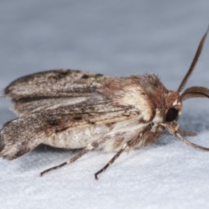 Agrotis porphyricollis at Melba, ACT - 16 Nov 2020