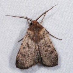 Agrotis porphyricollis at Melba, ACT - 16 Nov 2020