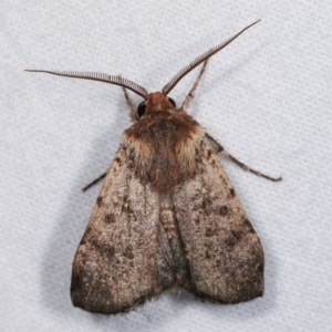 Agrotis porphyricollis at Melba, ACT - 16 Nov 2020 11:40 PM