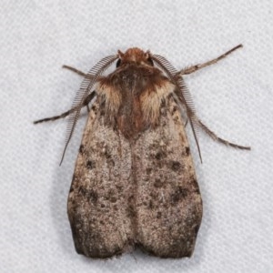 Agrotis porphyricollis at Melba, ACT - 16 Nov 2020