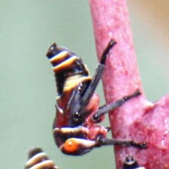 Eurymeloides punctata (Gumtree hopper) at Throsby, ACT - 13 Dec 2020 by davobj