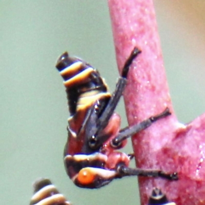 Eurymeloides punctata (Gumtree hopper) at Throsby, ACT - 13 Dec 2020 by davobj
