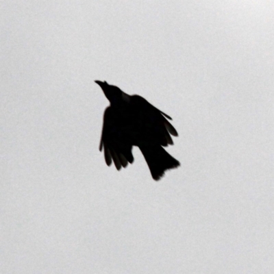 Philemon corniculatus (Noisy Friarbird) at Throsby, ACT - 12 Dec 2020 by davobj