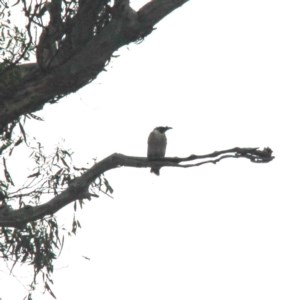 Philemon corniculatus at Throsby, ACT - 13 Dec 2020